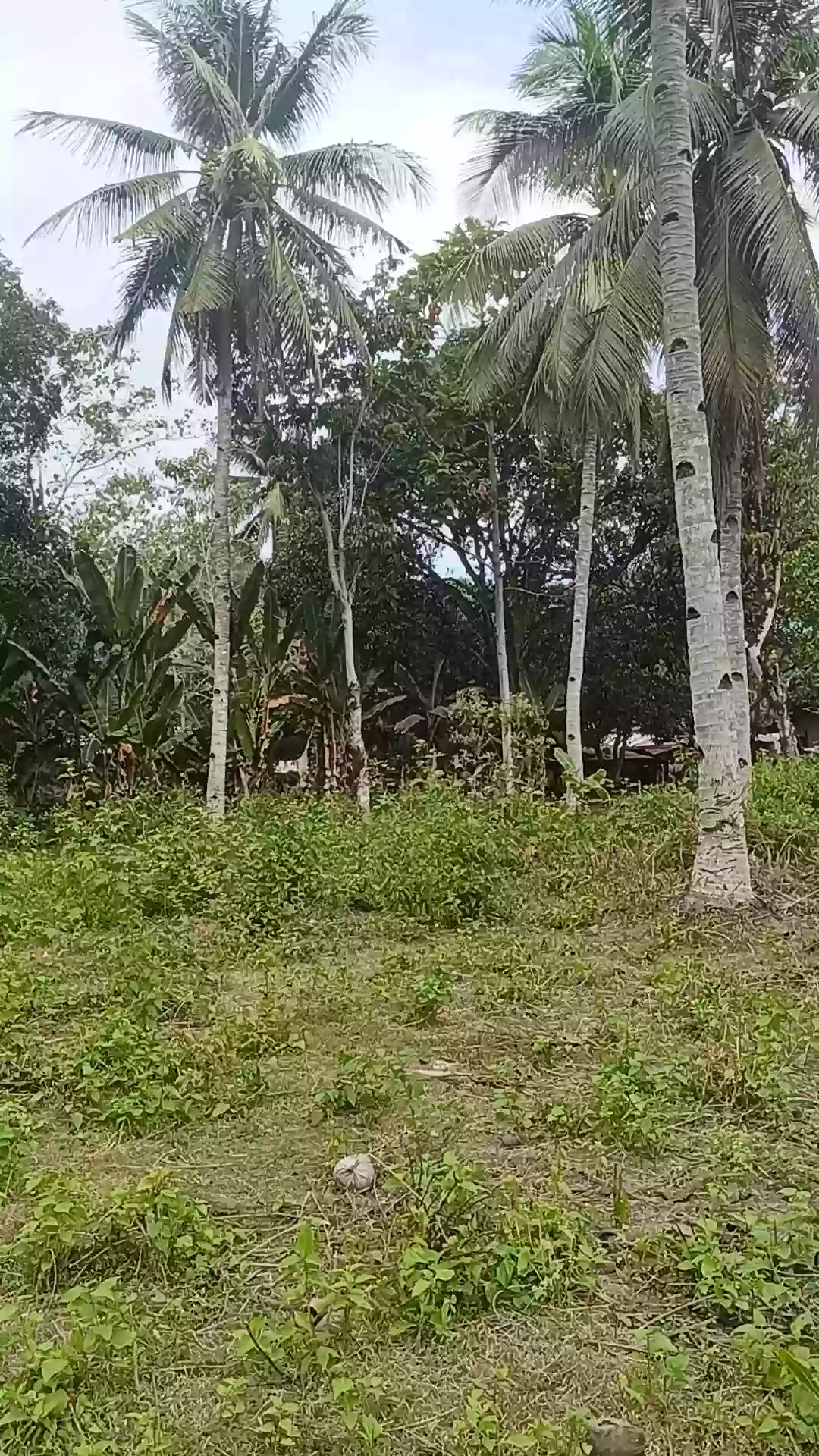 Open photo 15 of 21 — For Sale Commercial Lot in Matiao, Mati City — 7,329 sqm