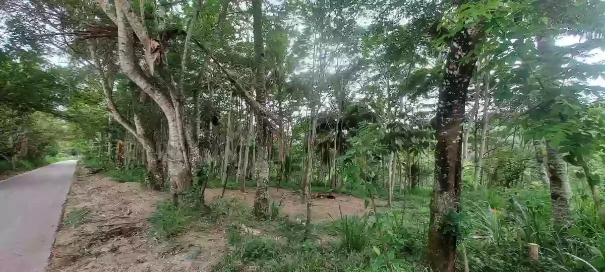 For Sale: 30000 sqm Agricultural Lot in Sinawal, General Santos City with Falcata Trees — Agricultural Lot in General Santos City, South Cotabato, 9500 — Photo 2