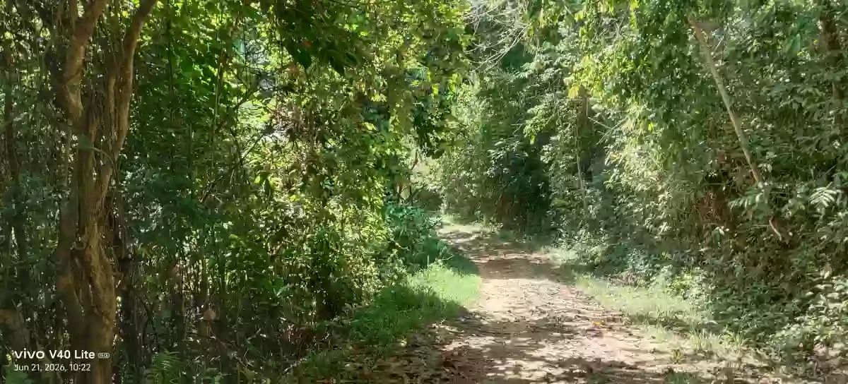Rush Sale: 17 Hectares Agricultural Lot in New Cuyo, Roxas, Palawan — Agricultural Lot in Roxas, Palawan, 5308 — Photo 2