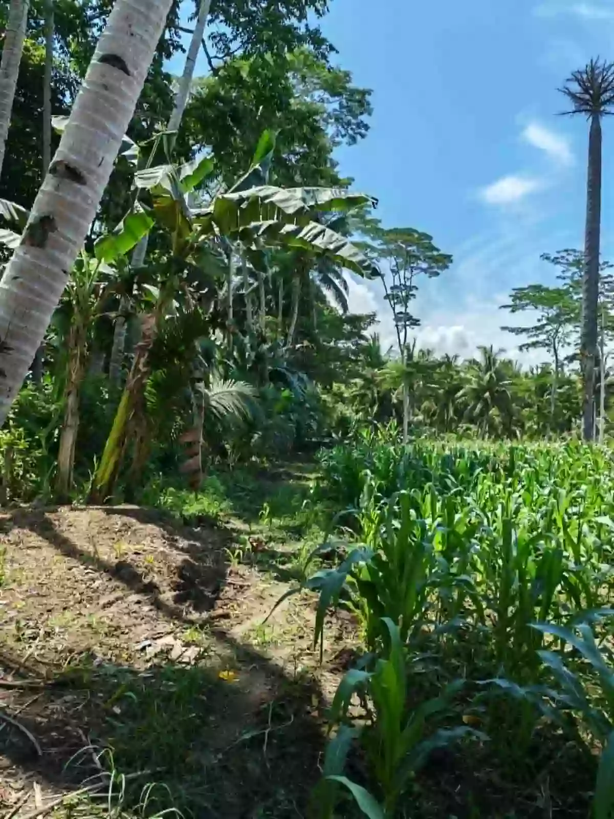 For Sale: Agricultural Lot in Cabcabon, Butuan City — 500 sqm — Agricultural Lot in Butuan City, Agusan del Norte, 8600 — Photo 5