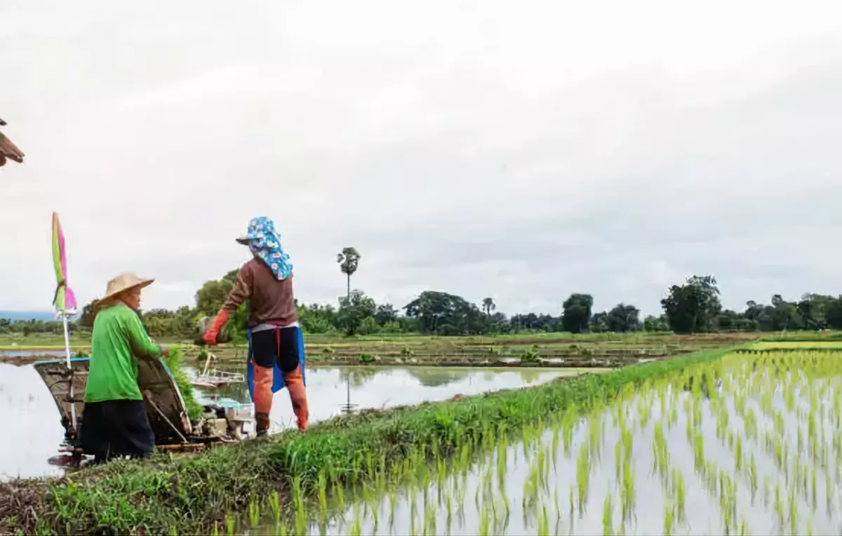 For Sale: 10-hectare Rice Land in Trento, Agusan del Sur — Agricultural Lot in Poblacion, Trento, Agusan del Sur — Photo 4