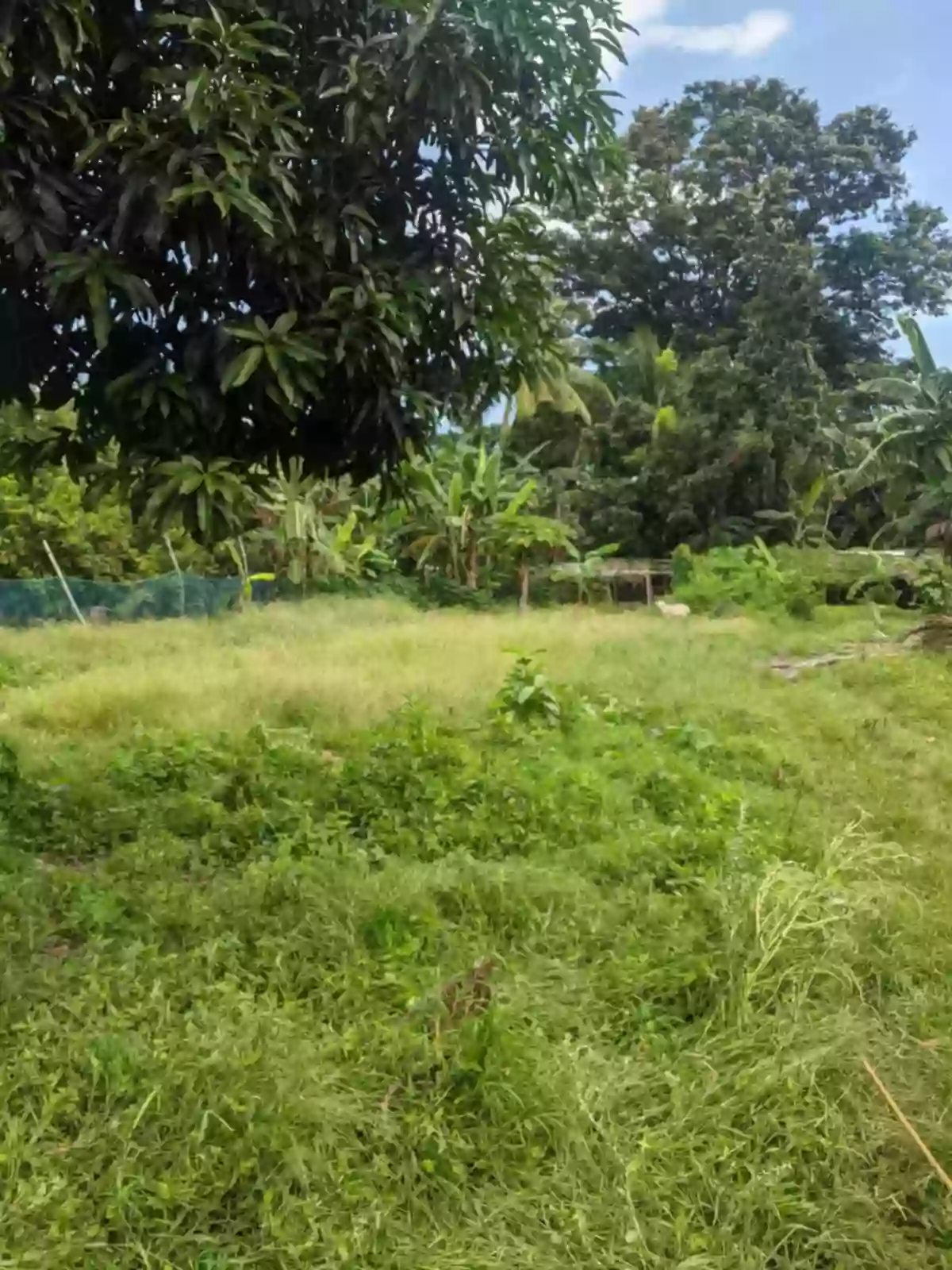 LOT FOR SALE In AMLAN, NEGROS ORIENTAL — Agricultural Lot in Amlan, Negros Oriental, 6203 — Photo 2