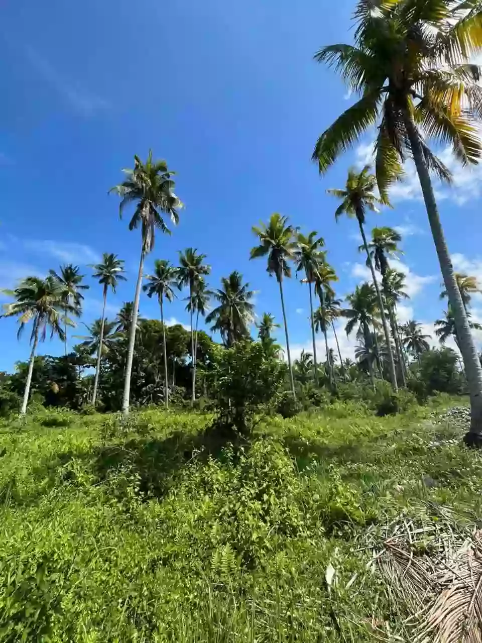 Beach Lot for Sale Near Salakit National High School, Kiamba — Ocean View — Beach Lot in Kiamba, Sarangani, 9514 — Photo 3