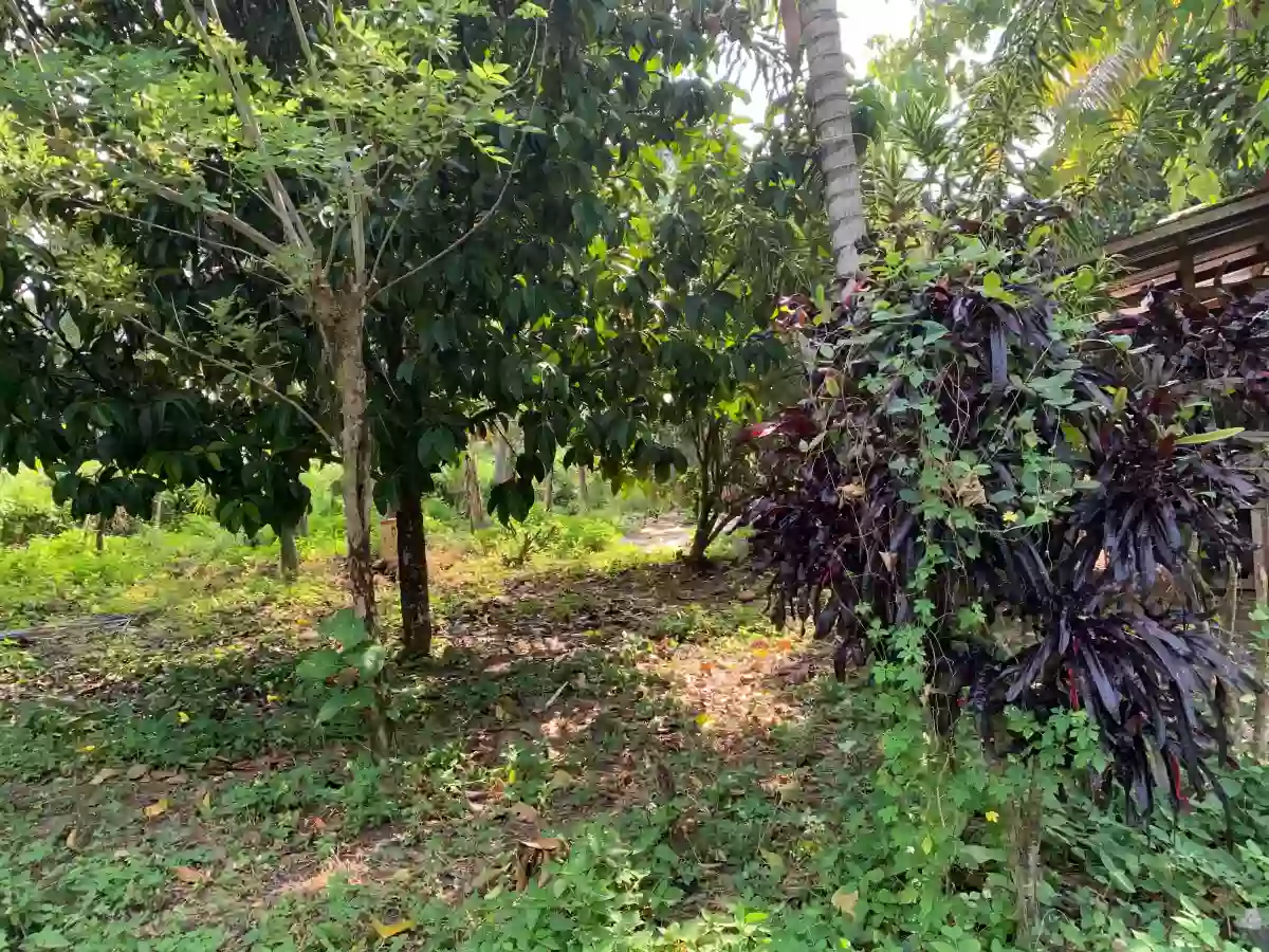 For Sale: Residential Lot in Catalunan Grande, Davao City — 532 sqm — Residential Lot in Catalunan Grande, Davao City, Davao del Sur — Photo 3