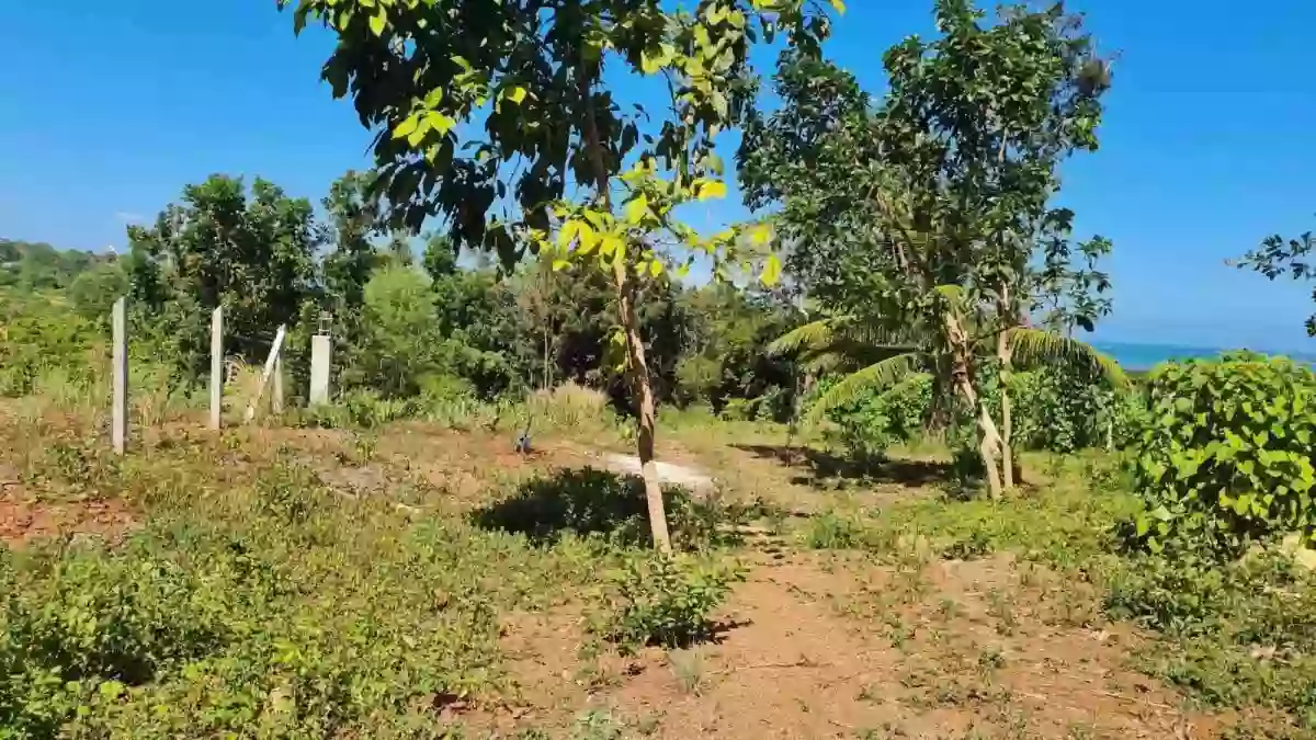 For Sale: Residential Lot in Sta. Lourdes, Puerto Princesa City — Residential Lot in Puerto Princesa City, Palawan, 5300 — Photo 5