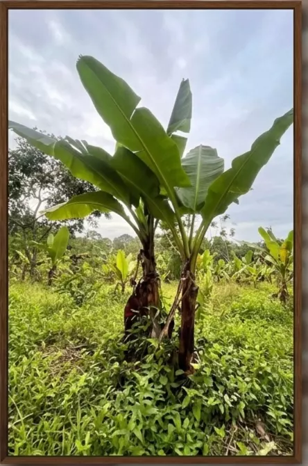For Sale: Residential Lot in Balubad, Silang, Cavite — 45,000,000 sqm — Residential Lot in Silang, Cavite, 4118 — Photo 5