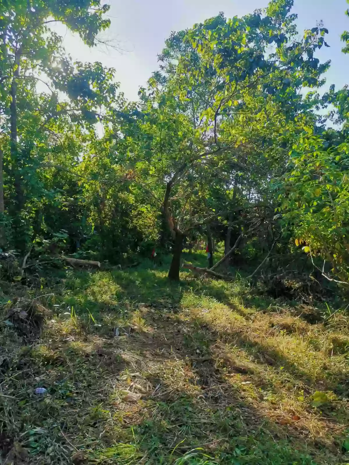 For Sale: Agricultural Lot in Barangay IV (Pob.), Coron — 2601 sqm — Agricultural Lot in Barangay IV (Pob.), Coron, Palawan — Photo 4
