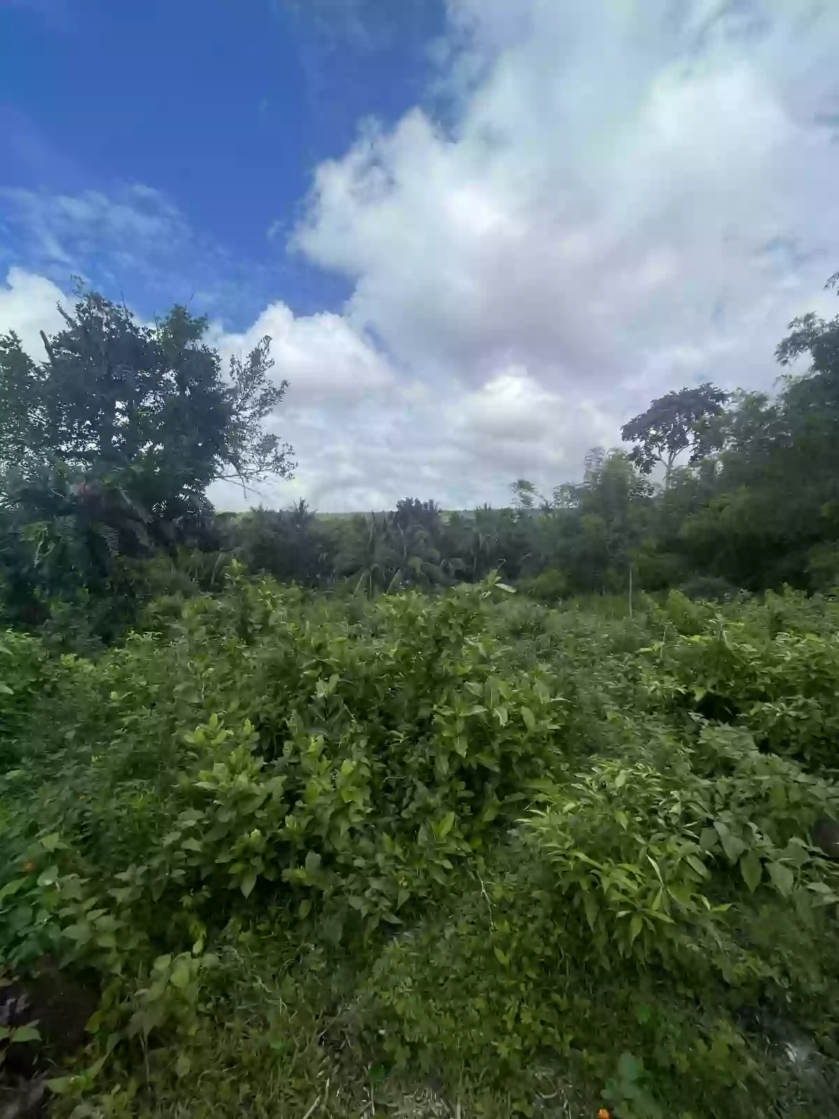 For Sale Agricultural Lot in Panubtuban, Dauin — 7,130 sqm — Agricultural Lot in Dauin, Negros Oriental, 6217 — Photo 3