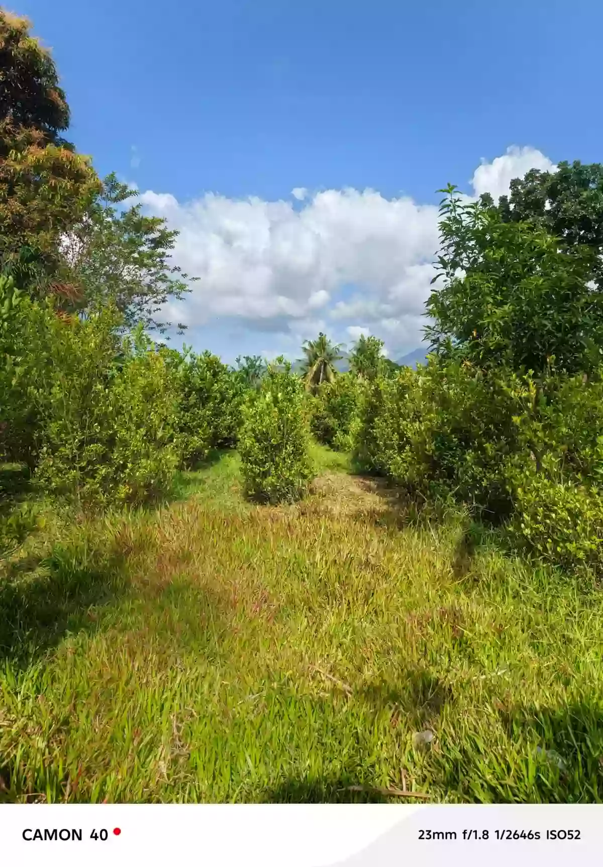For Sale: Residential Lot in Camanjac, Dumaguete City — 1534 sqm — Residential Lot in Dumaguete City, Negros Oriental, 6200 — Photo 4