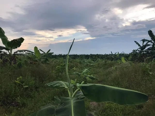 For Sale: Residential Lot in Osmeña, Compostela — 5001 sqm — Residential Lot in Osmeña, Compostela, Compostela Valley — Photo 5