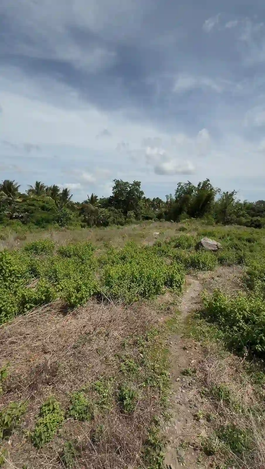 For Sale: Residential Lot in Masaplod, Dauin — 4997 sqm — Residential Lot in Dauin, Negros Oriental, 6217 — Photo 5