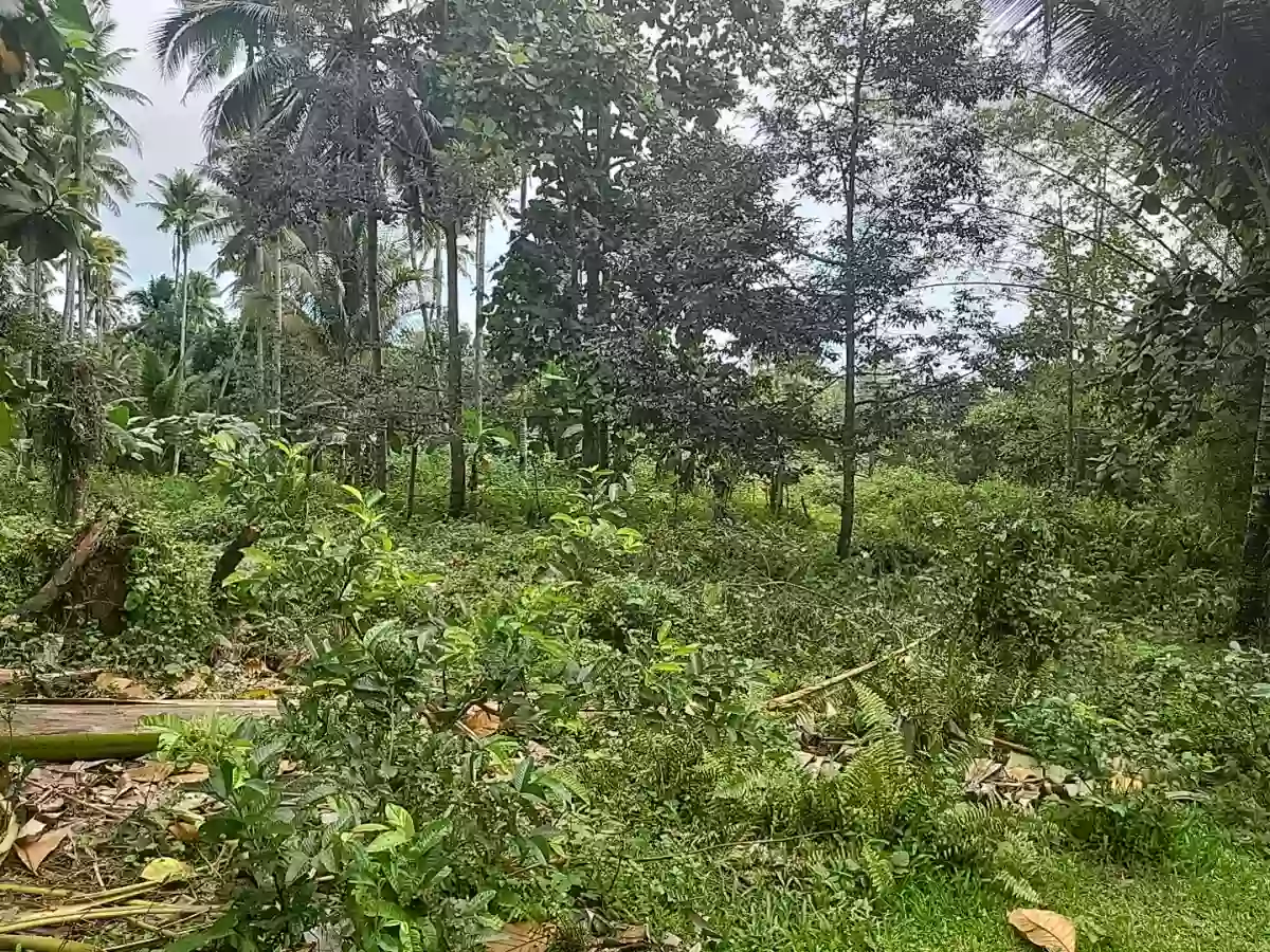 Agricultural Land For Sale — Agricultural Lot in Linamon, Lanao del Norte, 9201 — Photo 3