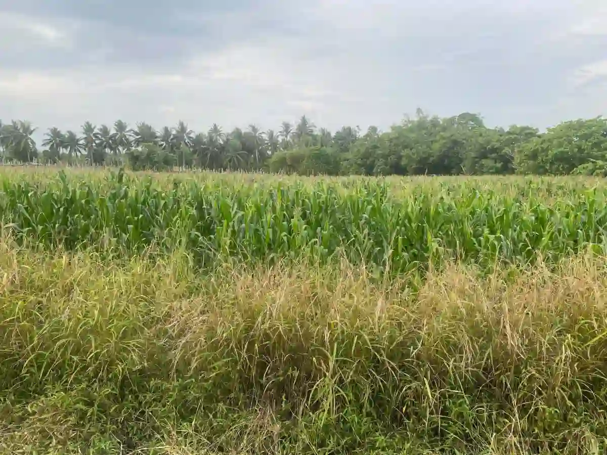 For Sale: Residential Lot Near ACE hospital, General Santos City — 59000 sqm — Residential Lot in General Santos City, South Cotabato, 9500 — Photo 5