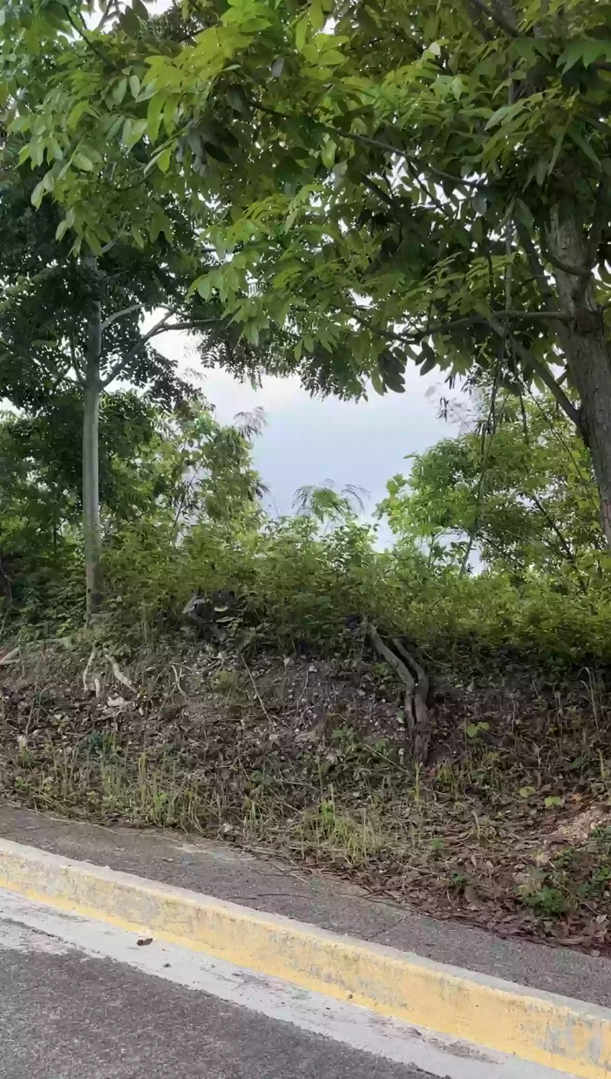 For Sale: 189 sqm Residential Lot Near Vista Grande, Talisay City — Residential Lot in Bulacao, Talisay City, Cebu — Photo 5
