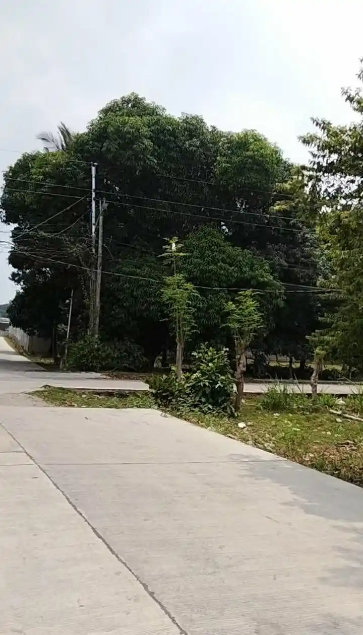 For Sale: Commercial Lot Near Dumaguete Public Fruit Market, Dumaguete City — 12684 sqm — Commercial Lot in Cantil-e, Dumaguete City, Negros Oriental — Photo 4