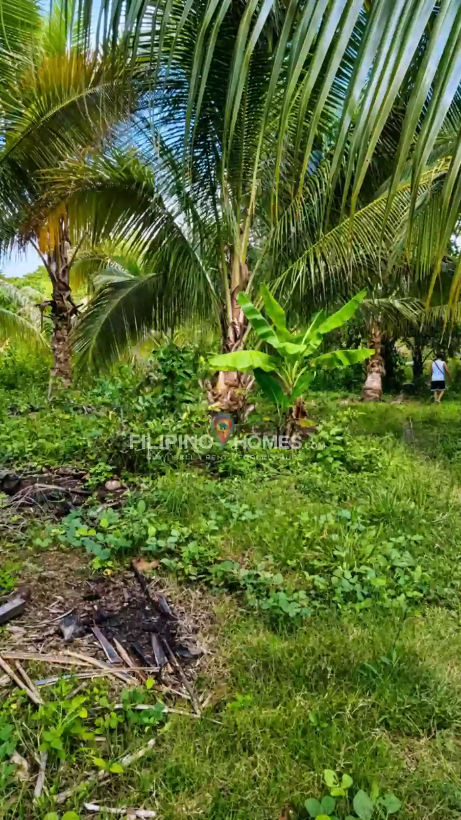 For Sale: Agricultural Lot Near North Cotabato Academy, Pigkawayan — 79556 sqm — Agricultural Lot in Pigkawayan, Cotabato, 9412 — Photo 3