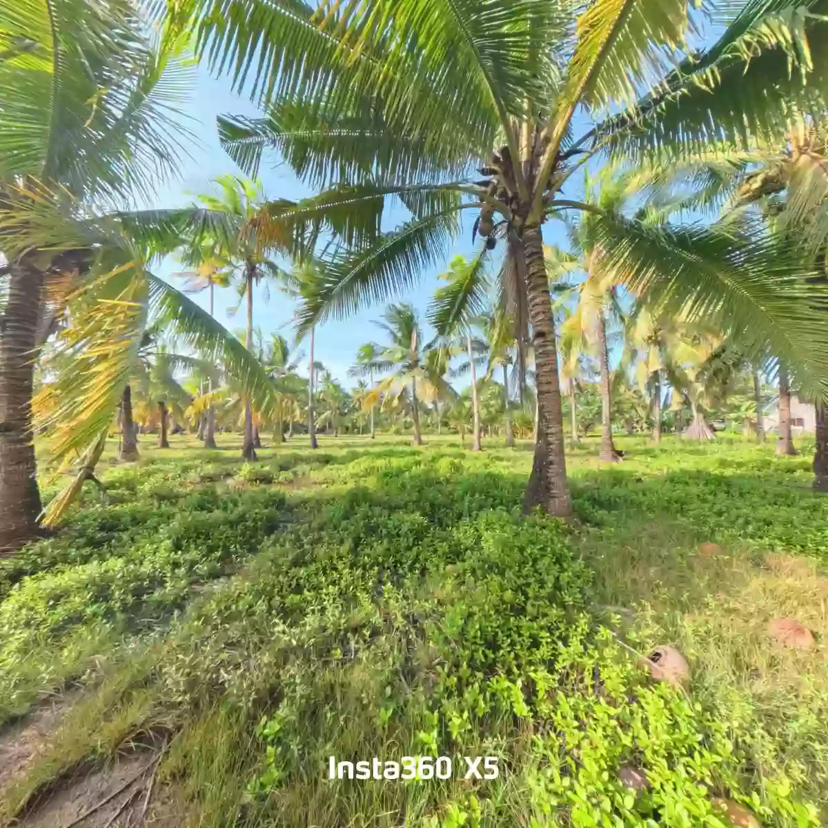 For Sale: Residential Lot Near Tuburan District Hospital, Tuburan — 20000 sqm — Residential Lot in Barangay I (Pob.), Tuburan, Cebu — Photo 3