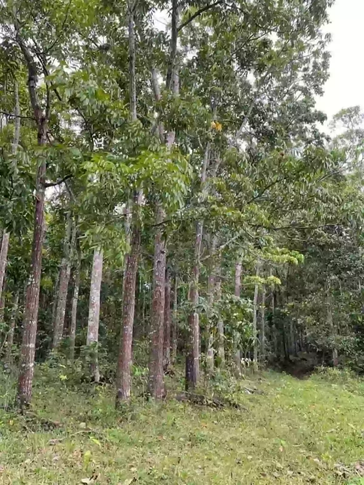 Agricultural Lot for Sale Near Camp Serenity, Nueva Valencia — Calaya — Agricultural Lot in Nueva Valencia, Guimaras, 5046 — Photo 5