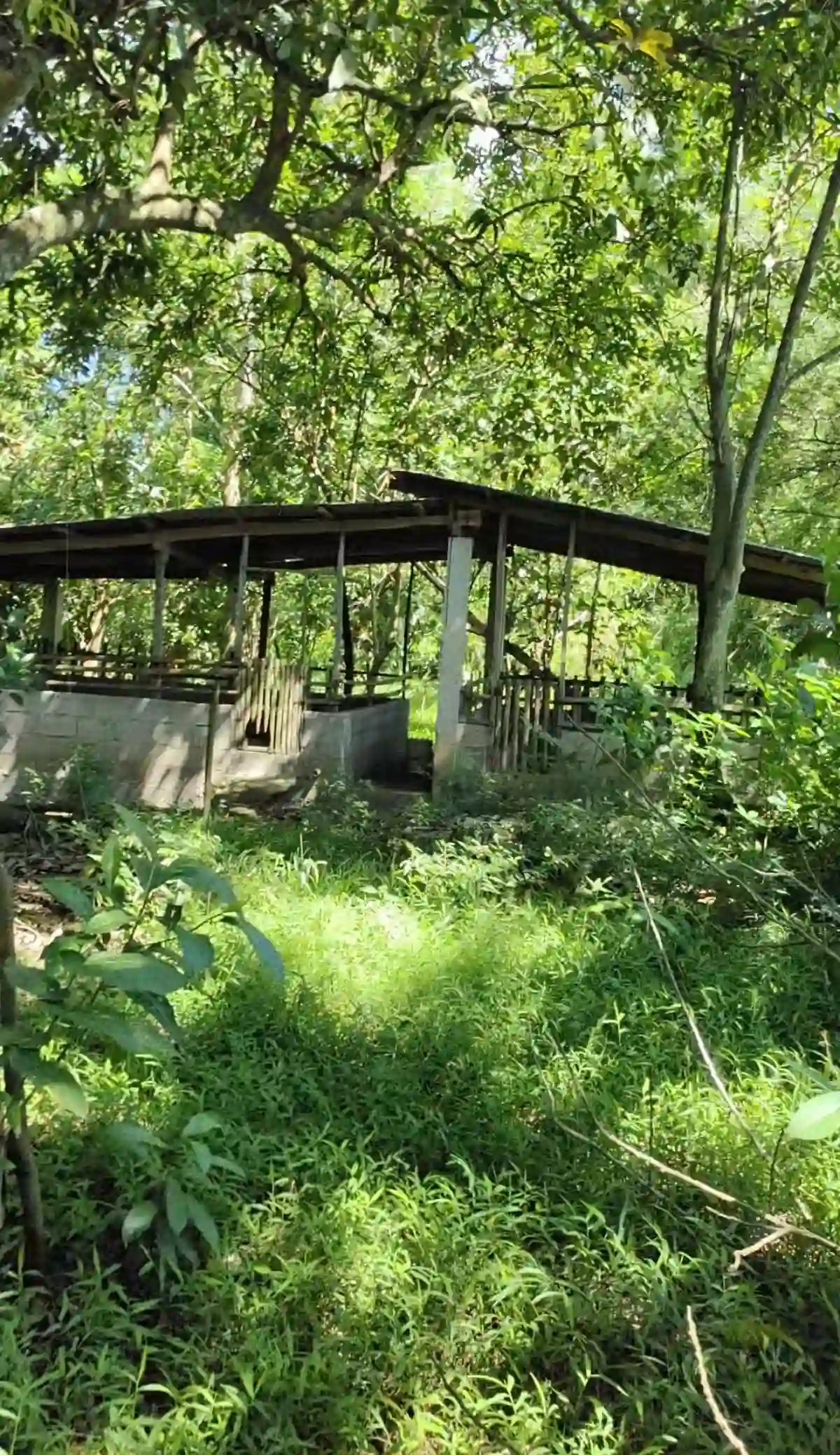 For Sale: Agricultural Lot in Eustaquio Lopez, Silay City — 34240 sqm — Agricultural Lot in Eustaquio Lopez, Silay City, Negros Occidental — Photo 4