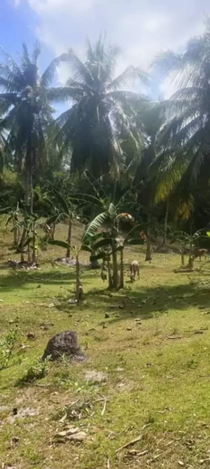 LOT FOR SALE IN TANDAYAG, AMLAN, NEGROS ORIENTAL - photo 5