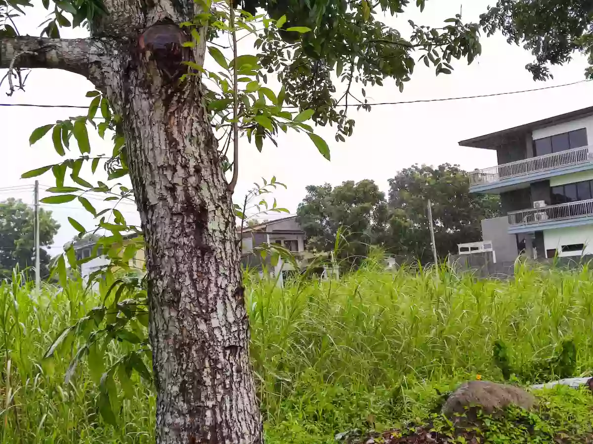 FOR SALE: Residential Lot in Tacas, Iloilo City — 150 sqm — Residential Lot in Iloilo City, Iloilo, 5000 — Photo 7