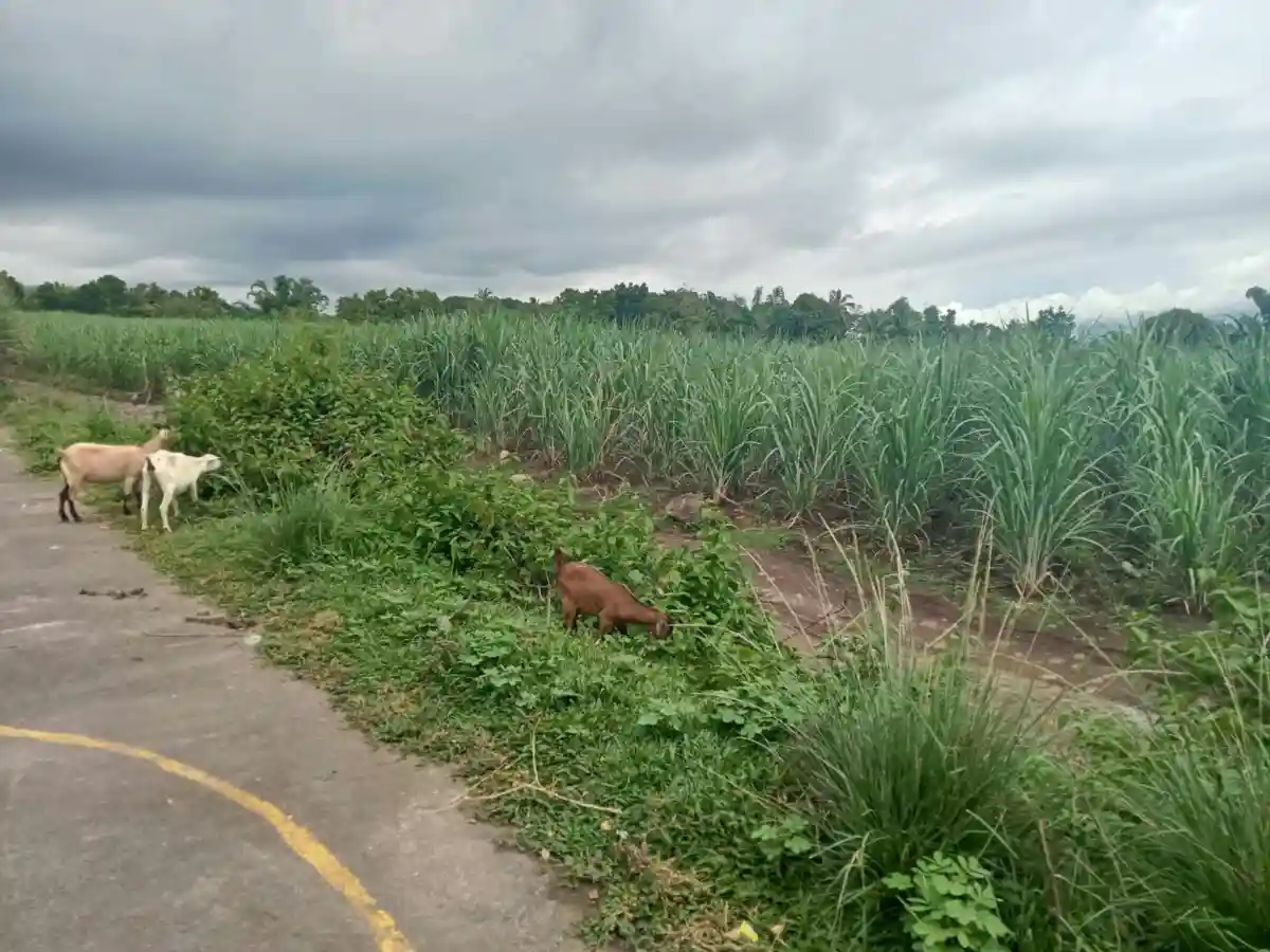 Prime Lot in Sta. Rosa, Murcia – ₱2,100/SQM