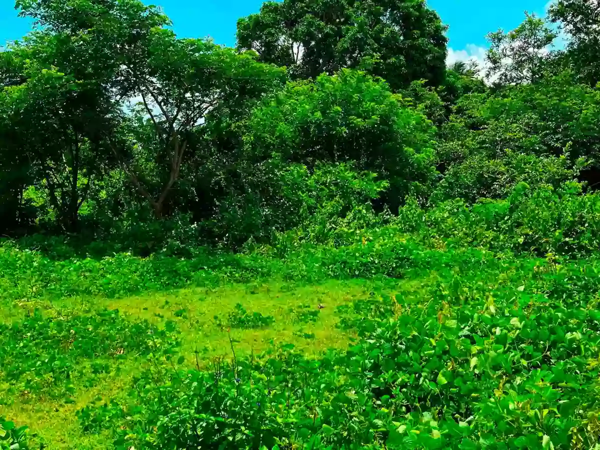 For Sale: 300 sqm Lot in Banaba Lejos, Indang — Agricultural Lot in Indang, Cavite, 4122 — Photo 2