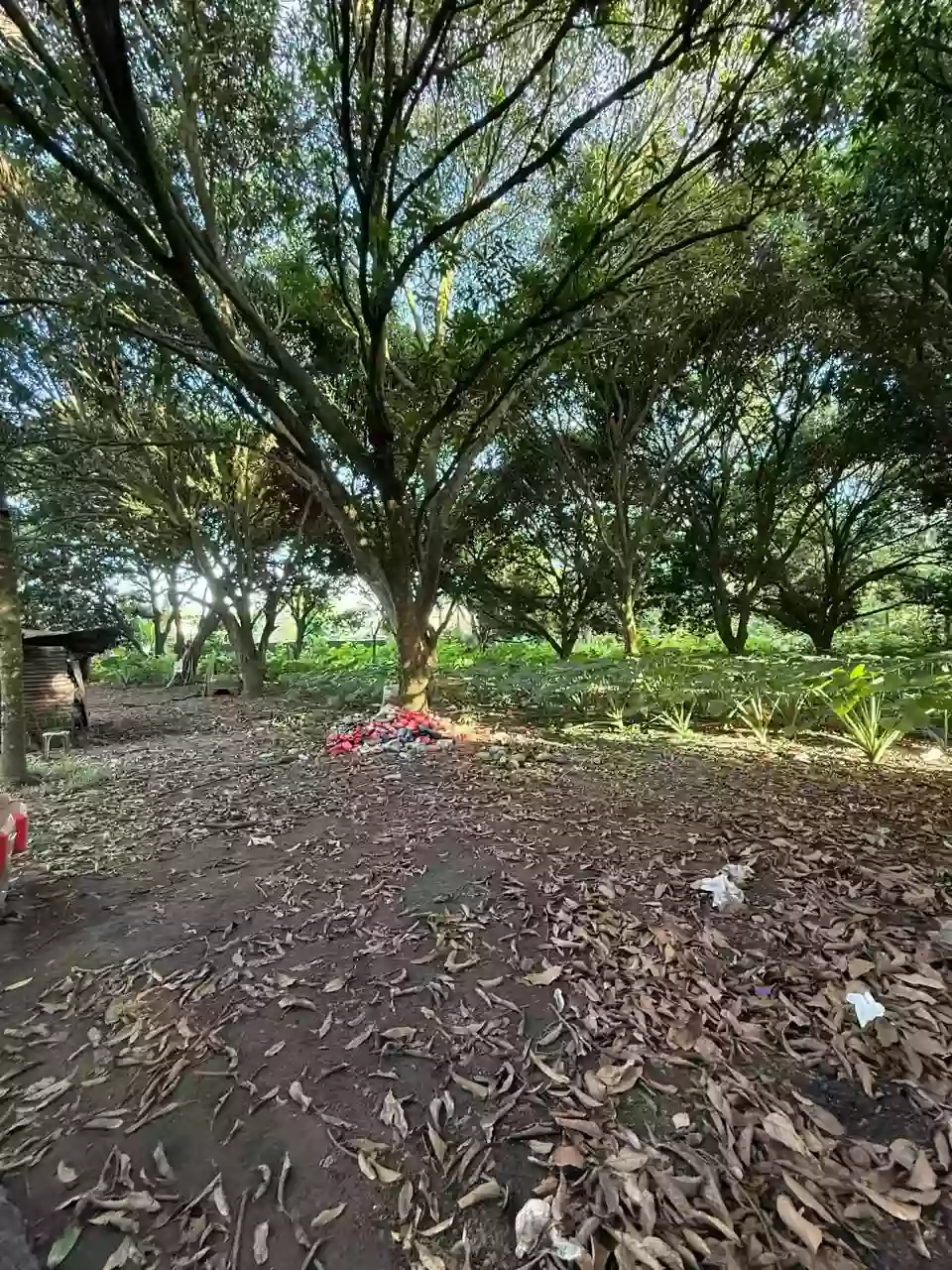 For Sale: Lot in Talay, Dumaguete City — 8,331 sqm — Agricultural Lot in Dumaguete City, Negros Oriental, 6200 — Photo 5