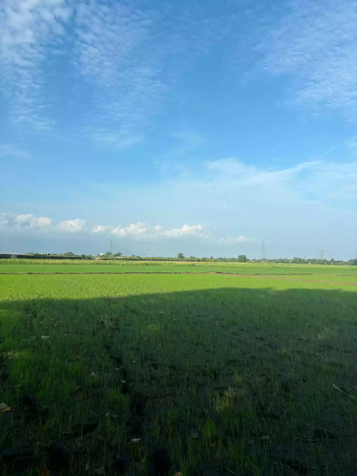 For Sale: Agricultural Lot in Binobong, Pili — 11622 sqm — Agricultural Lot in Pili, Camarines Sur, 4418 — Photo 2