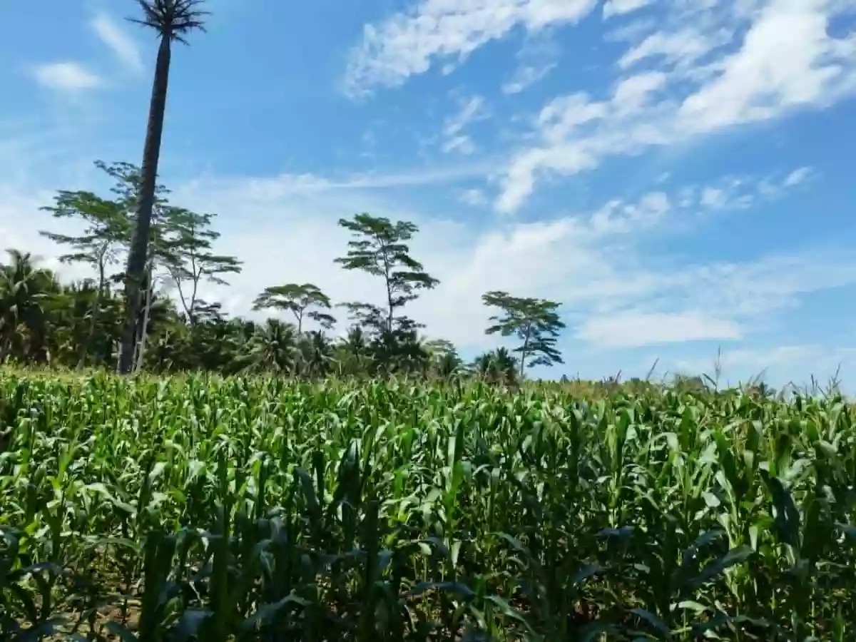 For Sale: Agricultural Lot in Cabcabon, Butuan City — 500 sqm — Agricultural Lot in Butuan City, Agusan del Norte, 8600 — Photo 6