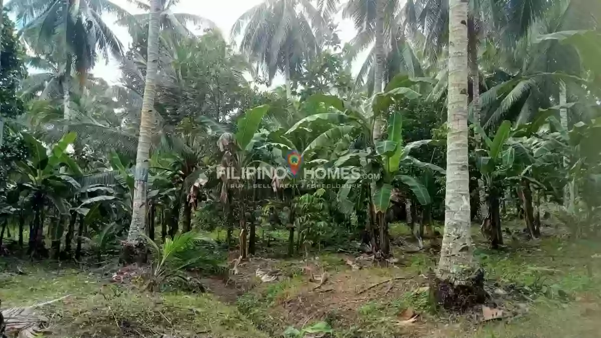 For Sale: Agricultural Lot Near Upper Balogo Elementary School, Pigkawayan — 44869 sqm — Agricultural Lot in Pigkawayan, Cotabato, 9412 — Photo 4