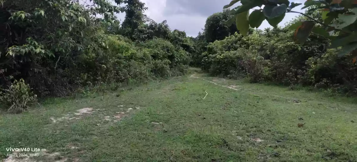 Rush Sale: 89,000 sqm Agricultural Lot in New Cuyo, Roxas, Palawan — Agricultural Lot in Roxas, Palawan, 5308 — Photo 2