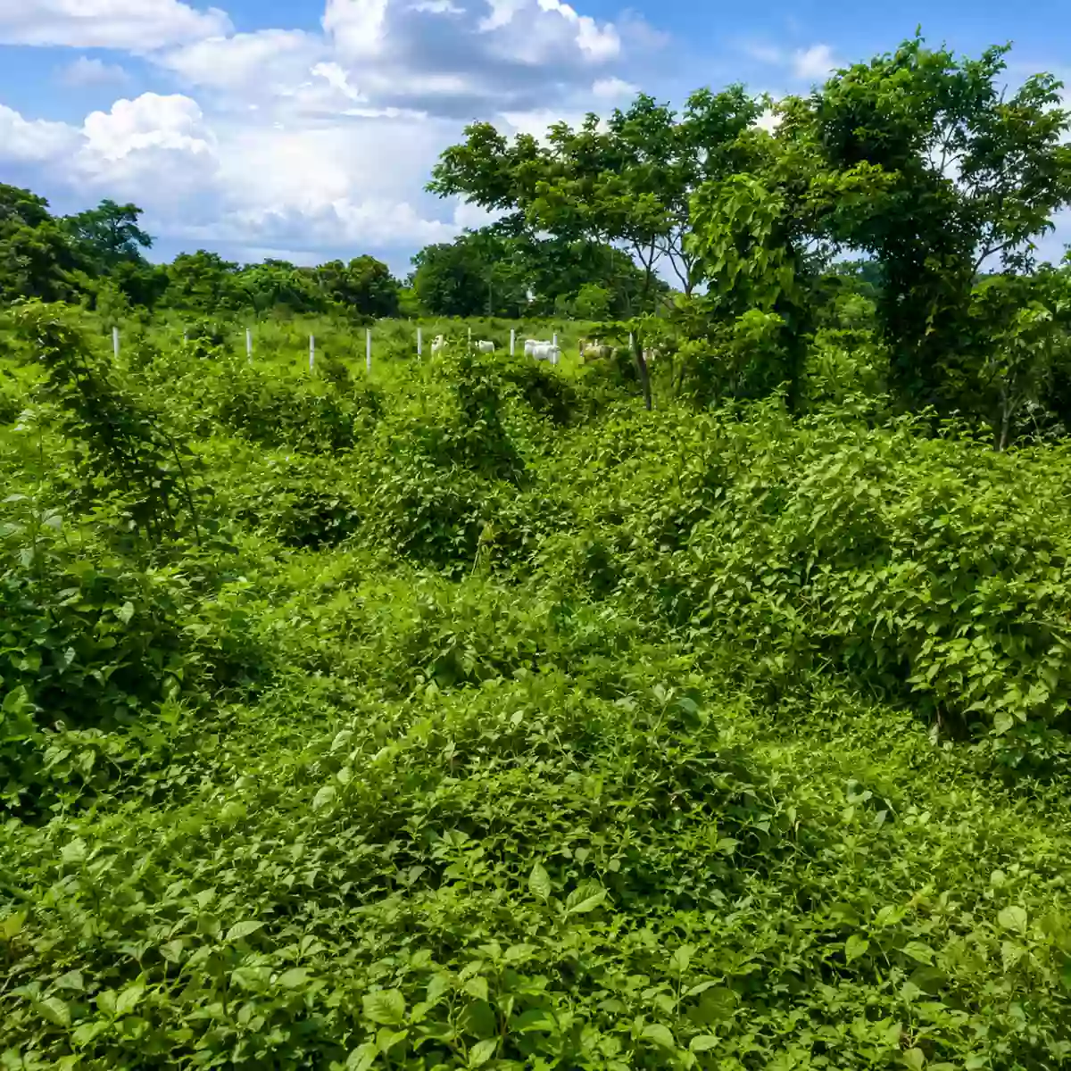 Rush Sale: 69,879 SQM INDUSTRIAL LAND BELOW ZONAL VALUE Strategically Located Along Crisanto M. De Los Reyes Avenue, General Trias, Cavite — Industrial Lot in Gen. Trias, Cavite, 4107 — Photo 6