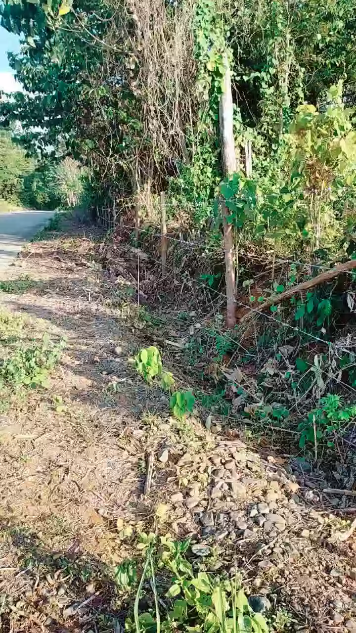 For Sale: Farm Lot in Brgy. Simpocan, Puerto Princesa City —450 per sqm sqm — Agricultural Lot in Simpocan, Puerto Princesa City, Palawan — Photo 2