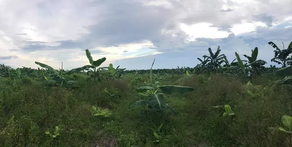 For Sale: Residential Lot in Osmeña, Compostela — 5001 sqm — Residential Lot in Osmeña, Compostela, Compostela Valley — Photo 3