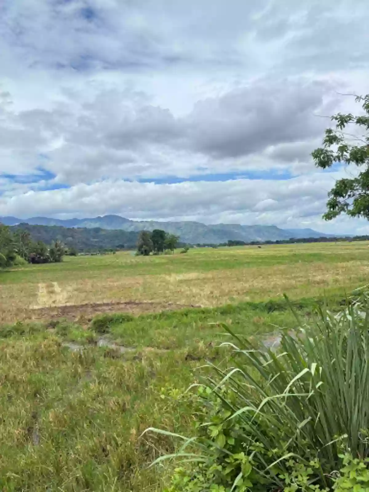 For Sale: Agricultural Lot in Tongantongan, Valencia, Bukidnon — 37000 sqm — Agricultural Lot in Valencia, Bukidnon, 8709 — Photo 7