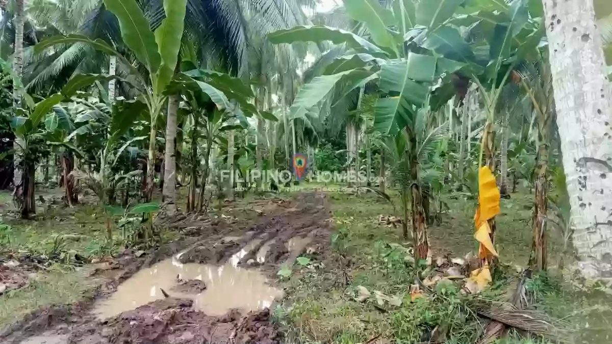 For Sale: Agricultural Lot Near Upper Balogo Elementary School, Pigkawayan — 28570 sqm — Agricultural Lot in Pigkawayan, Cotabato, 9412 — Photo 4