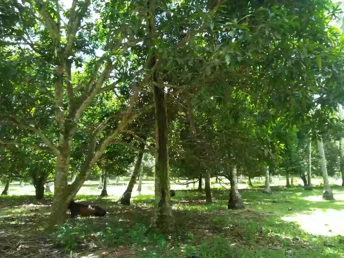 For Sale: Agricultural Lot in Linangkayan, Naawan — 65393 sqm — Agricultural Lot in Naawan, Misamis Oriental, Linangkayan — Photo 6