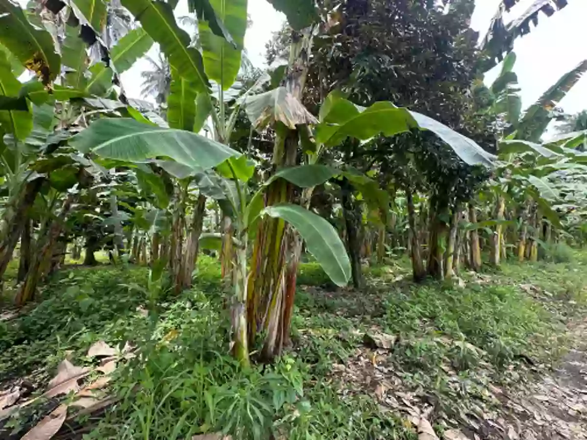 Agricultural Lot for Sale Near Brgy. San Isidro Day Care Center, Tampacan — 36,067 sqm — Agricultural Lot in San Isidro, Tampacan, South Cotabato — Photo 7
