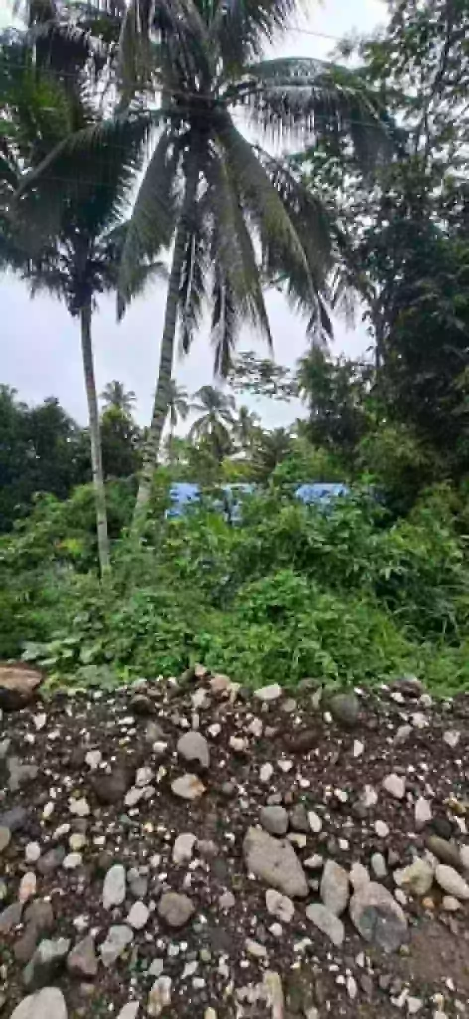 For SALE Agricultural Lot Near Pianing Elementary School, Butuan City — 16914 sqm — Agricultural Lot in Pianing, Butuan City, Agusan del Norte — Photo 2