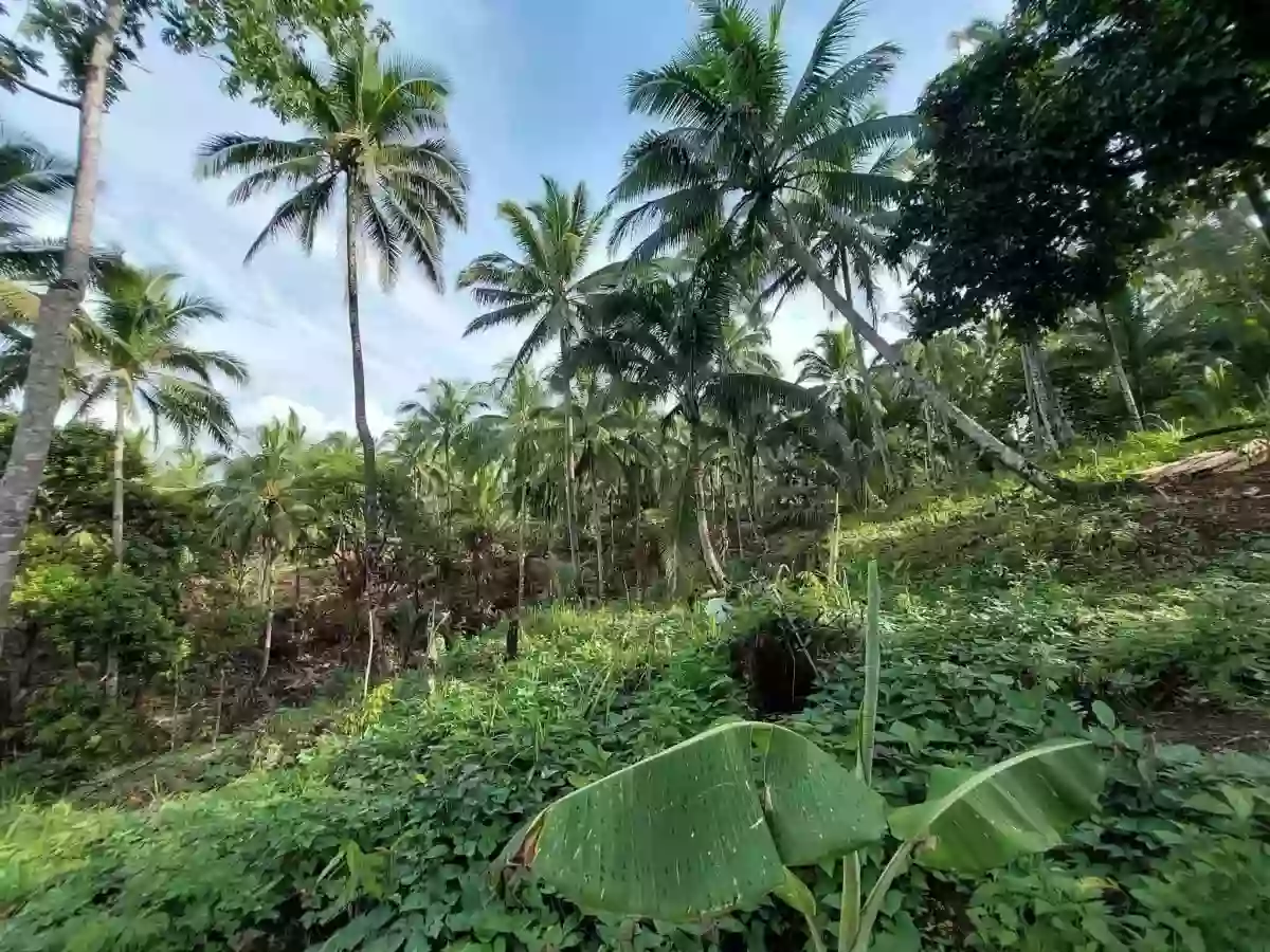 For Sale: Agricultural Lot in Bangayan, Kitcharao — 27000 sqm — Agricultural Lot in Kitcharao, Agusan del Norte, 8609 — Photo 3