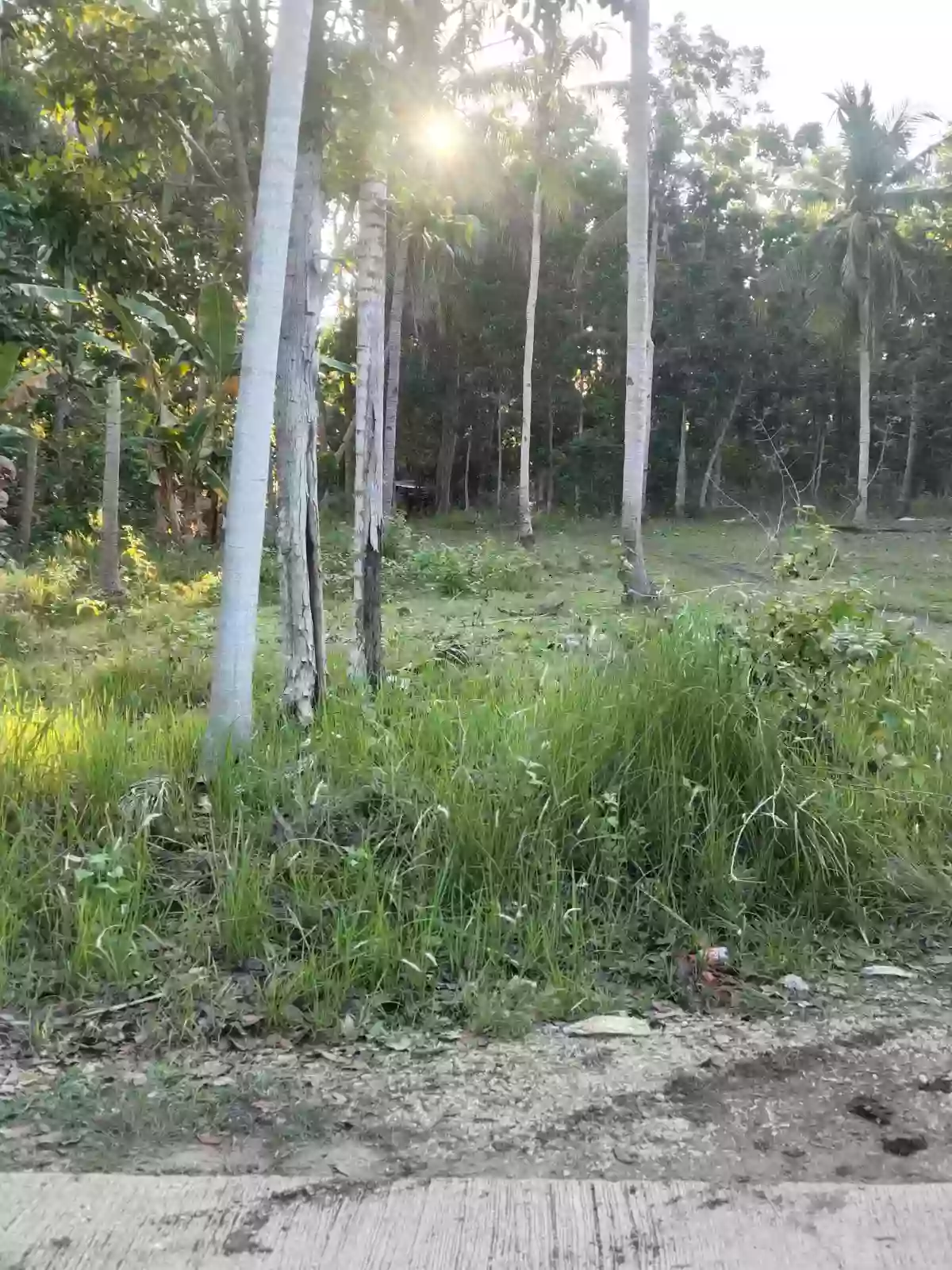 For sale: Residential lot in Montaña,Baclayon — Residential Lot in Montana, Baclayon, Bohol — Photo 5