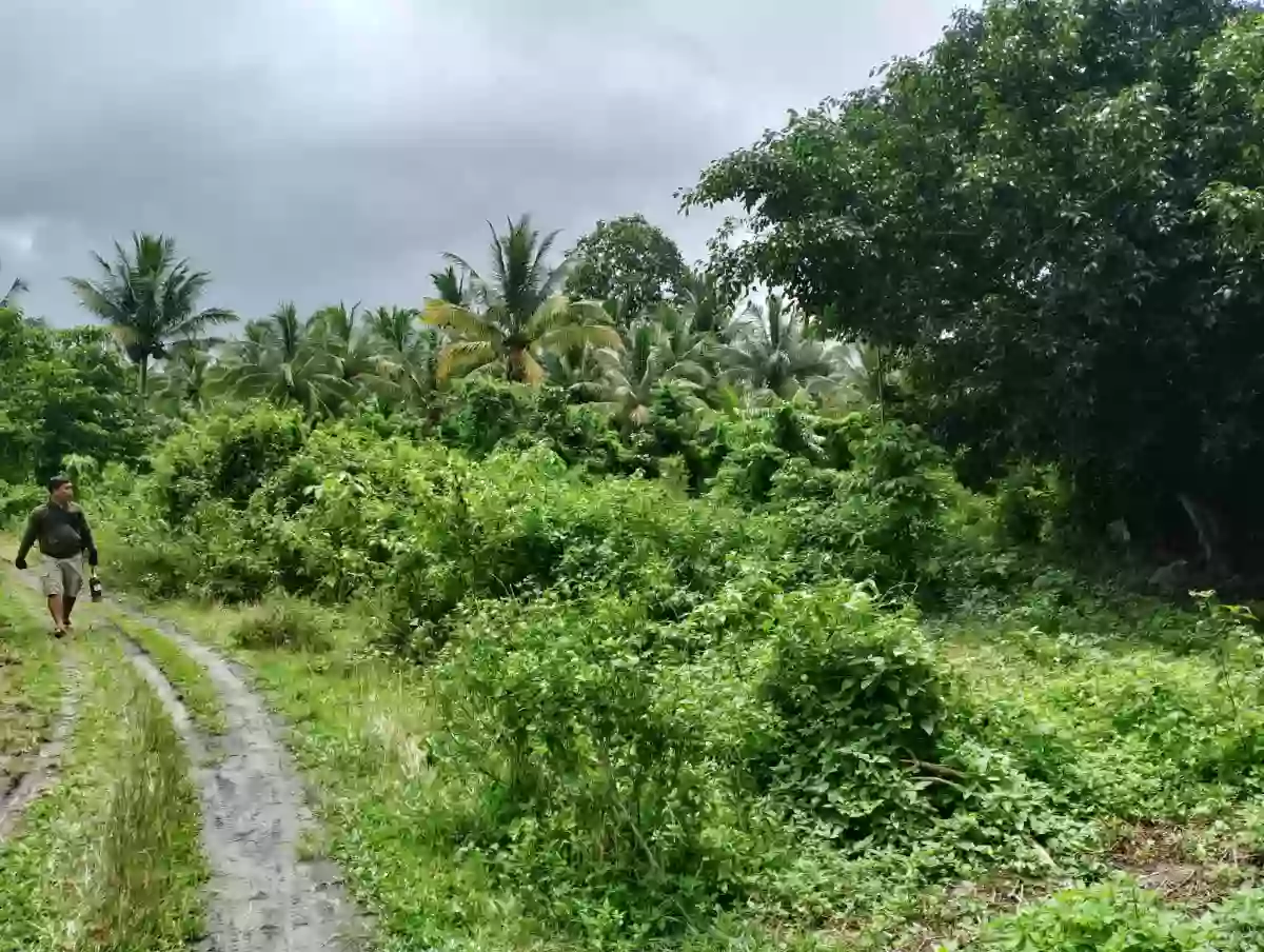 For Sale: Residential Lot in Pagalungan, Polomolok — 500 sqm — Residential Lot in Pagalungan, Polomolok, South Cotabato — Photo 5