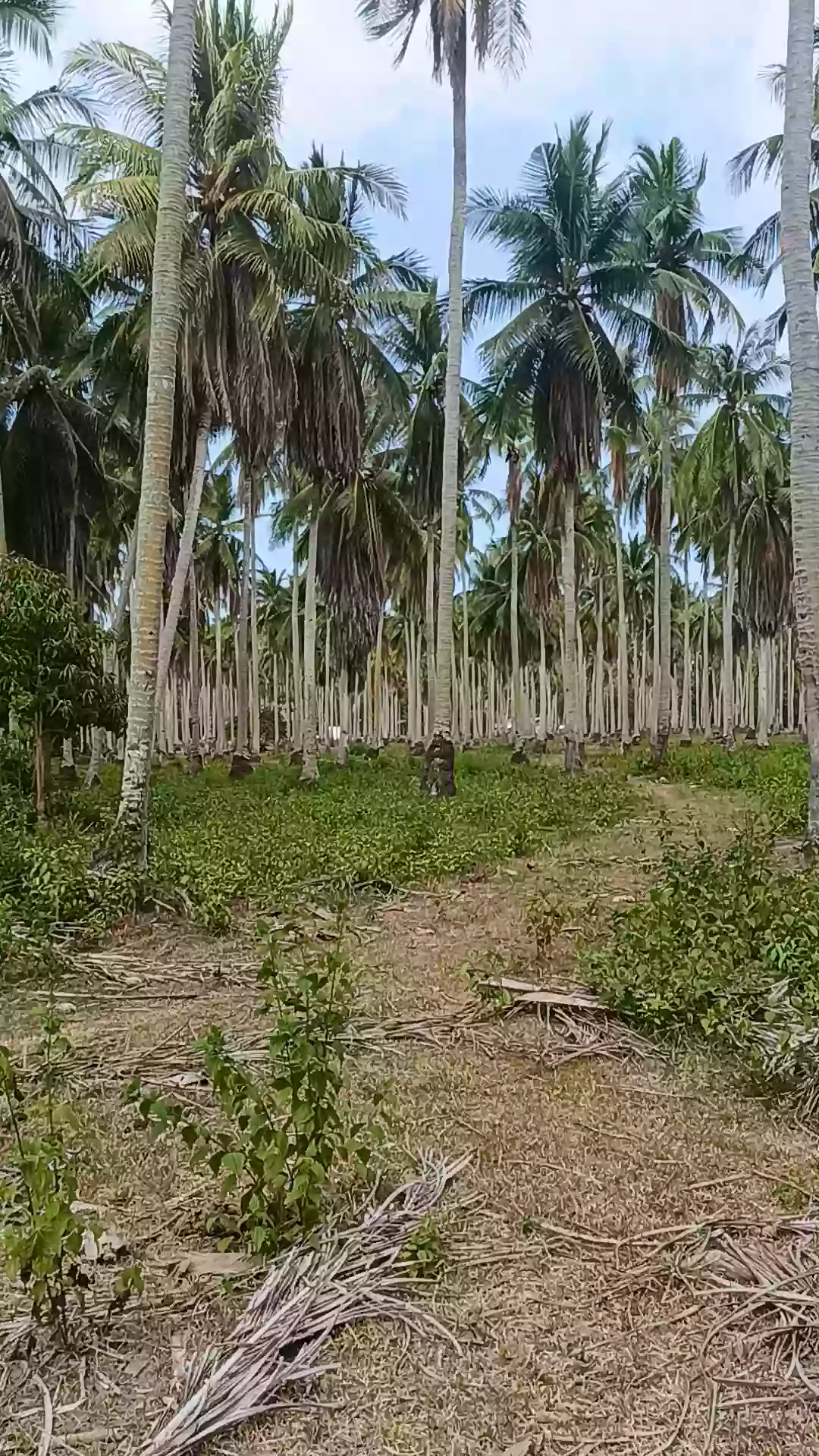 For Sale: Agricultural Lot in Bobon, Mati — 54,432 sqm — Agricultural Lot in Bobon, Mati, Davao Oriental — Photo 5