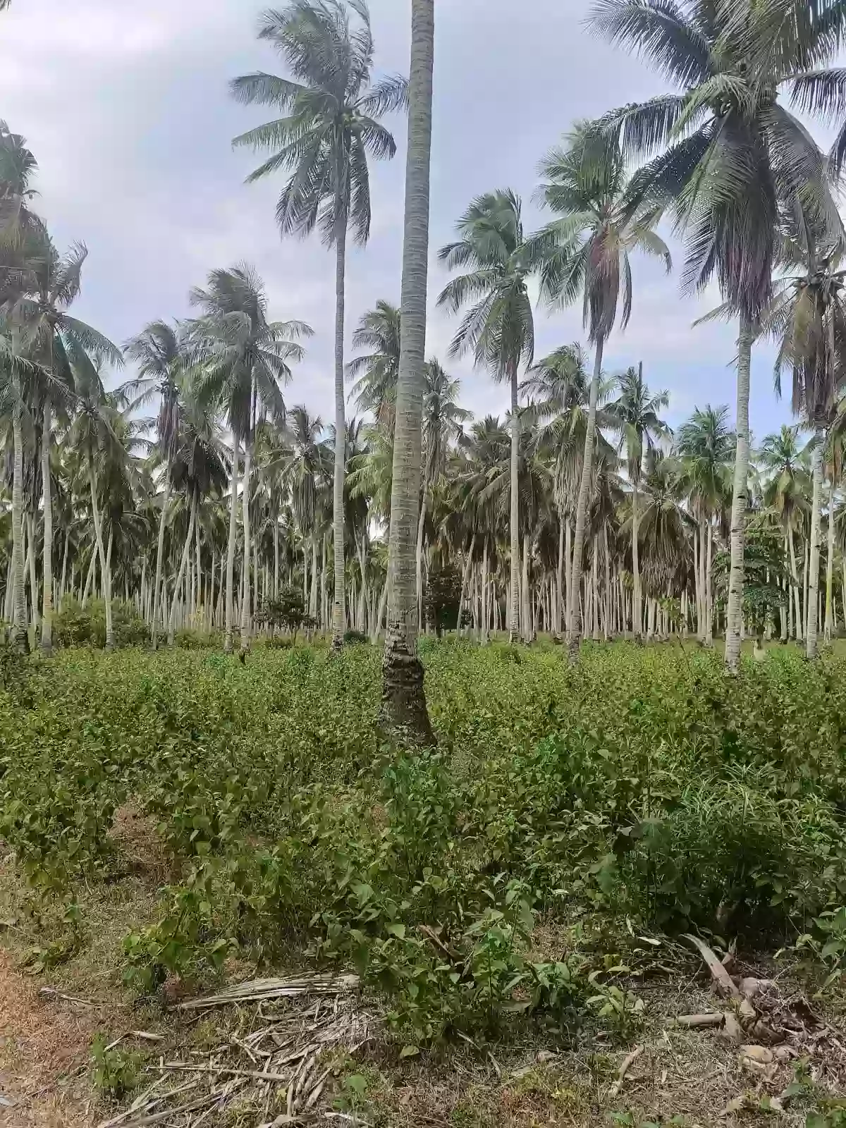 For Sale: Agricultural Lot in Bobon, Mati — 54,432 sqm — Agricultural Lot in Bobon, Mati, Davao Oriental — Photo 3