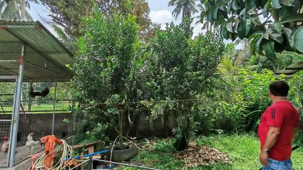 Open photo 11 of 25 — For Sale: Agricultural Lot in Polonuling, Tupi — 20000 sqm