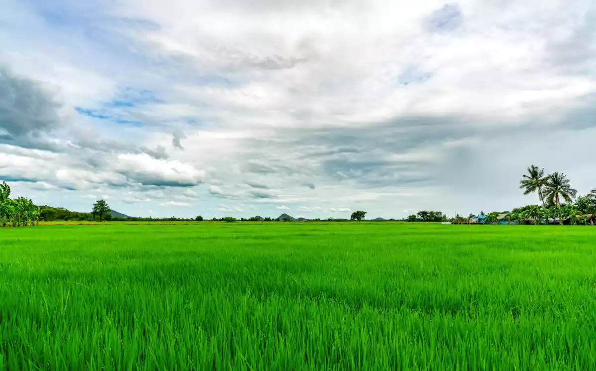 For Sale: 10-hectare Rice Land in Trento, Agusan del Sur