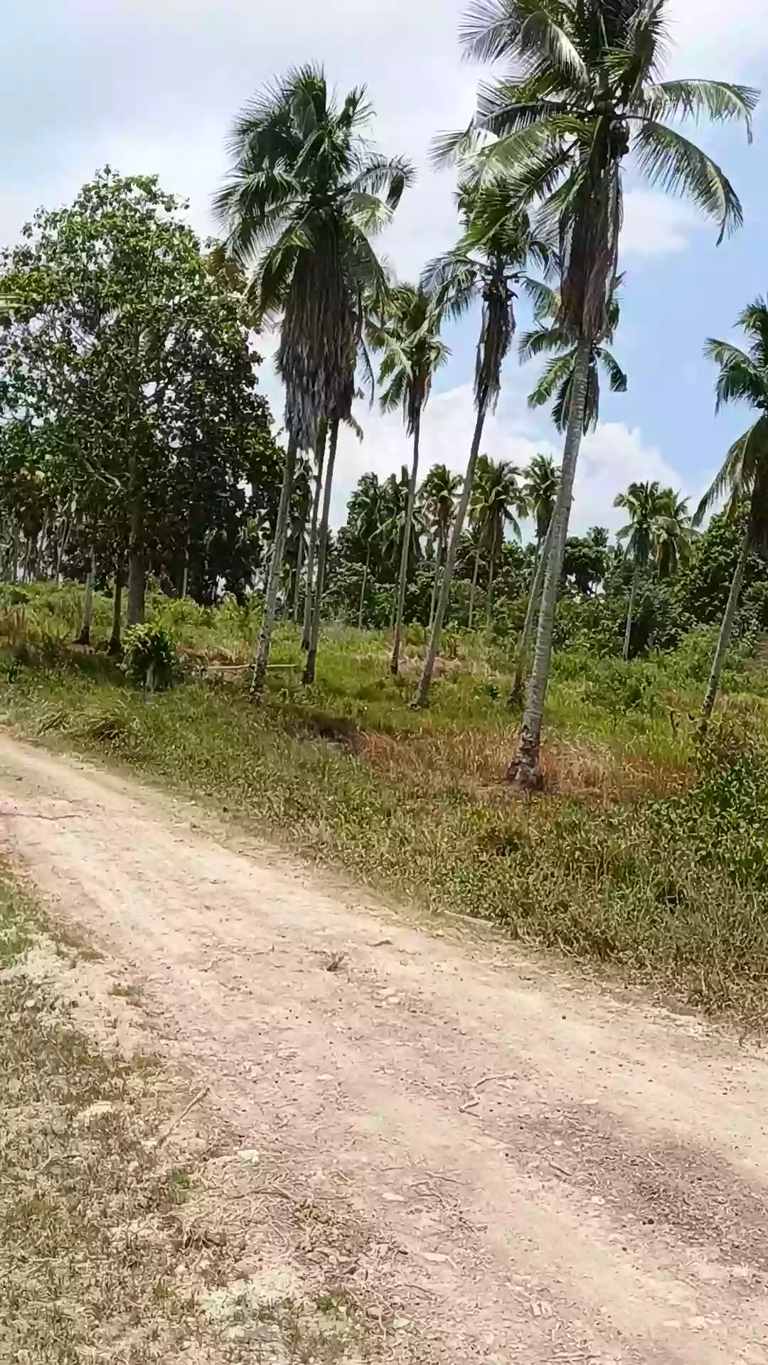 For Sale: Agricultural Lot in Pamuanon, Matiao, Mati City — 89,678 sqm