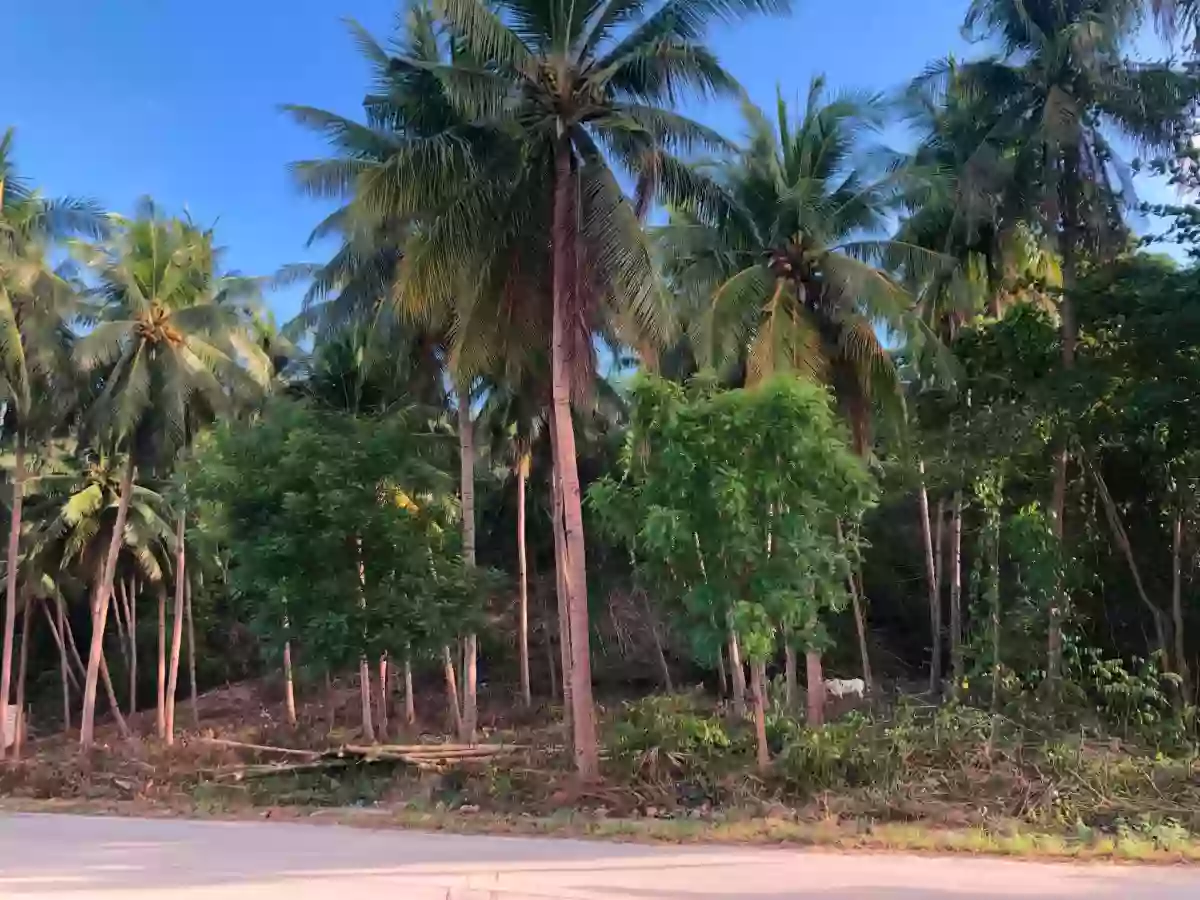 Titled Beach Lot in Santander Cebu — Beach Lot in Santander, Cebu, 6026 — Photo 6