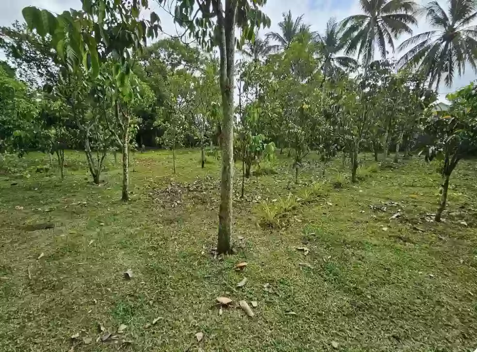 Lot in Silay City — 2427 sqm with existing small house structure — Residential Lot in Concepcion, Talisay, Negros Occidental — Photo 3